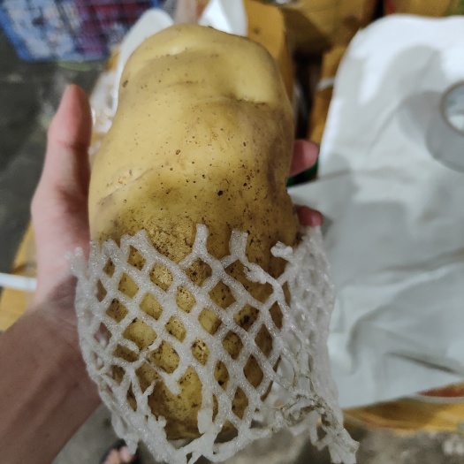 土豆