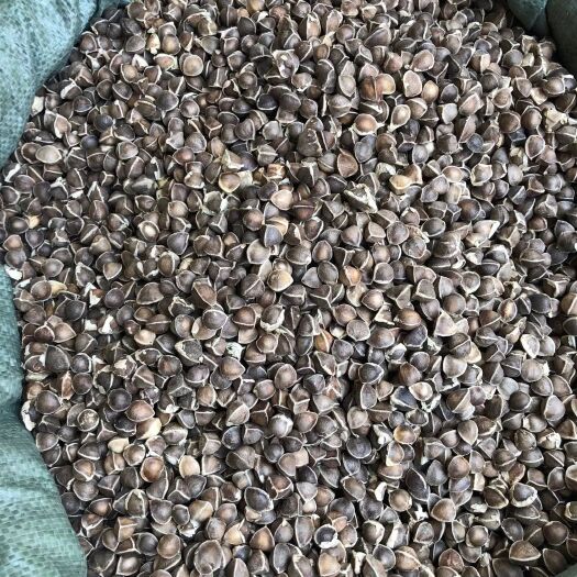 辣木籽 大颗粒辣木籽 规格齐全 可去皮直接吃 优质辣木籽