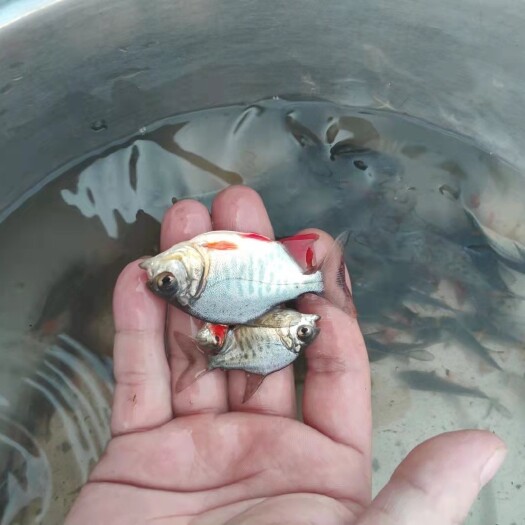 广州新品淡水白鲳鱼苗 红鲳鱼苗鲳鱼苗活苗