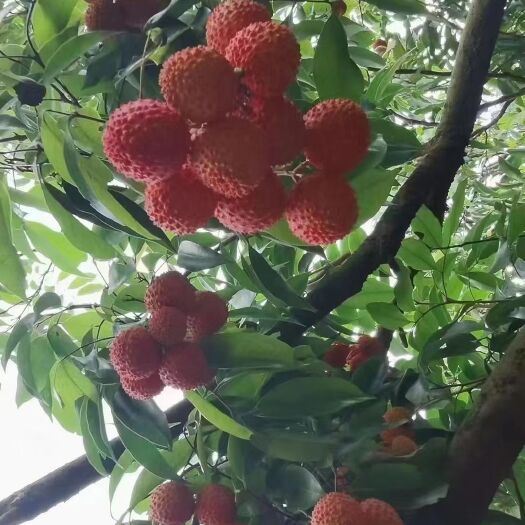 广州从化荔枝