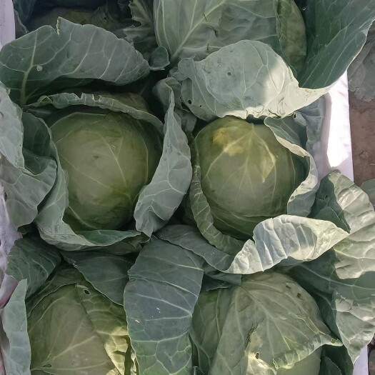 靖边县土豆，胡萝卜，白萝卜，甘蓝，芹菜，大白菜，辣椒量大