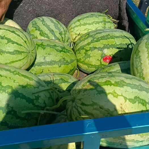 西安直生苗头茬金城5