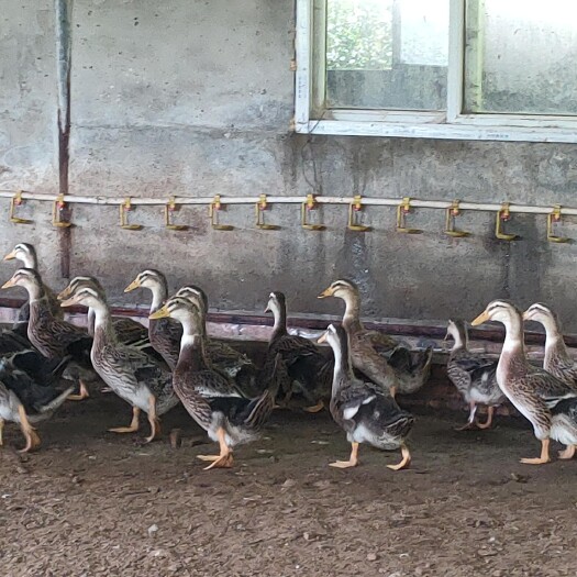 芦山县粮食麻鸭