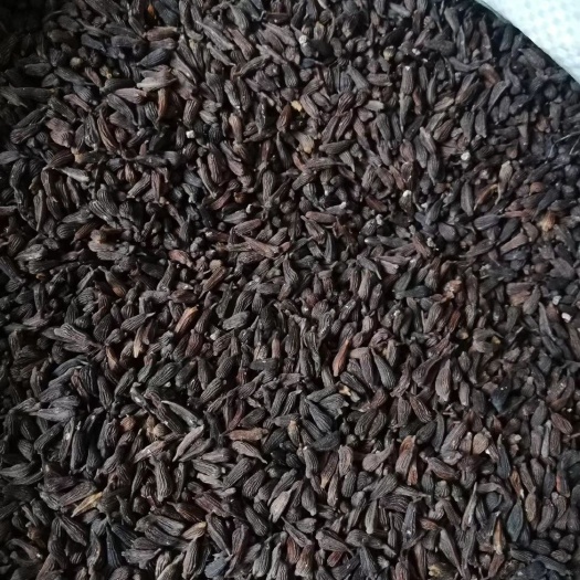 汉中百部，白花品种