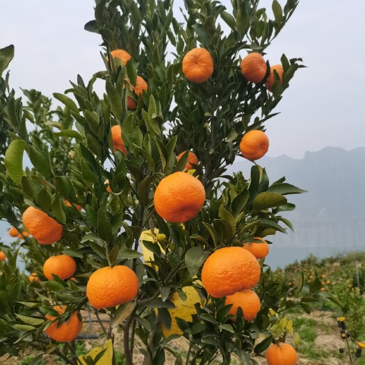 永善县黄华白桔，有机绿色种植看的见