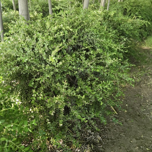 锦州黄杨球