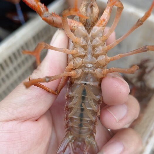 洪湖市湖北洪湖深水小龙虾