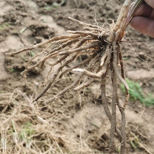 曹县批发一件代发 芦笋根 芦笋2年根 紫绿白色芦笋苗种根四季种植