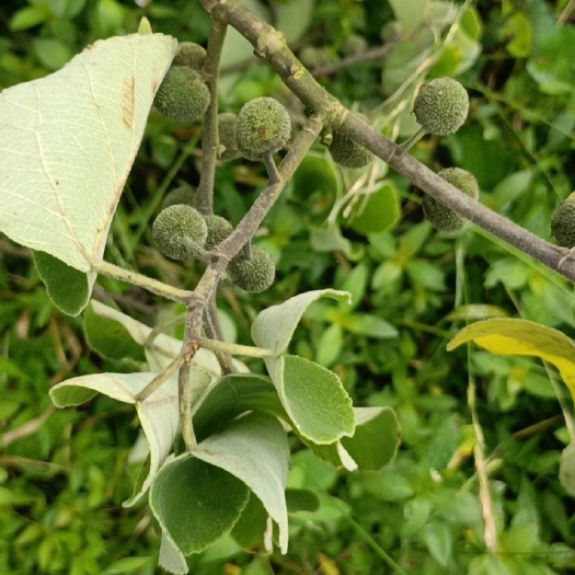 垫江构树果