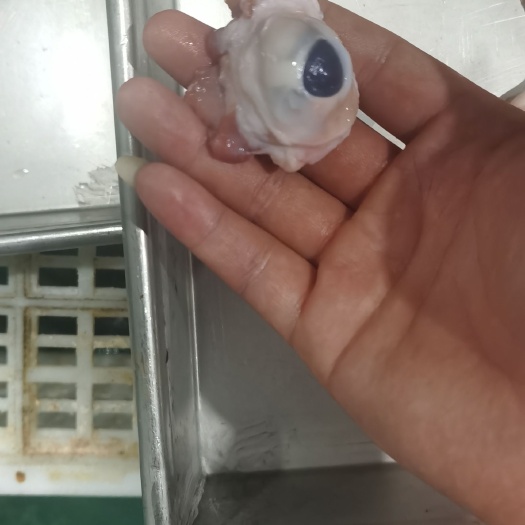 成都猪眼睛