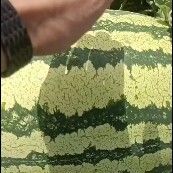 硒砂瓜