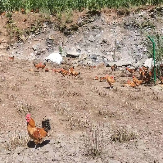 普安县黔地高朝竹草生态鸡散养基地(只喂玉米子的鸡)