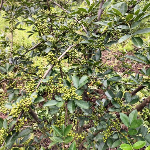 南涧县青花椒