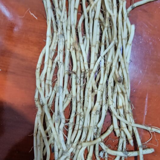 石阡县折耳根