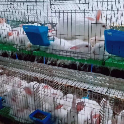 美姑县 肉兔 常年供应肉兔3-6斤不等，