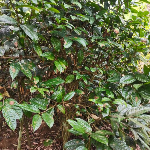 防城港金花茶盆栽