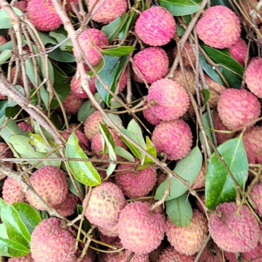 桂平市荔枝桂味