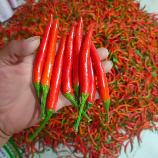 商丘精品  艳红.小米椒  线椒  泡椒  七寸红