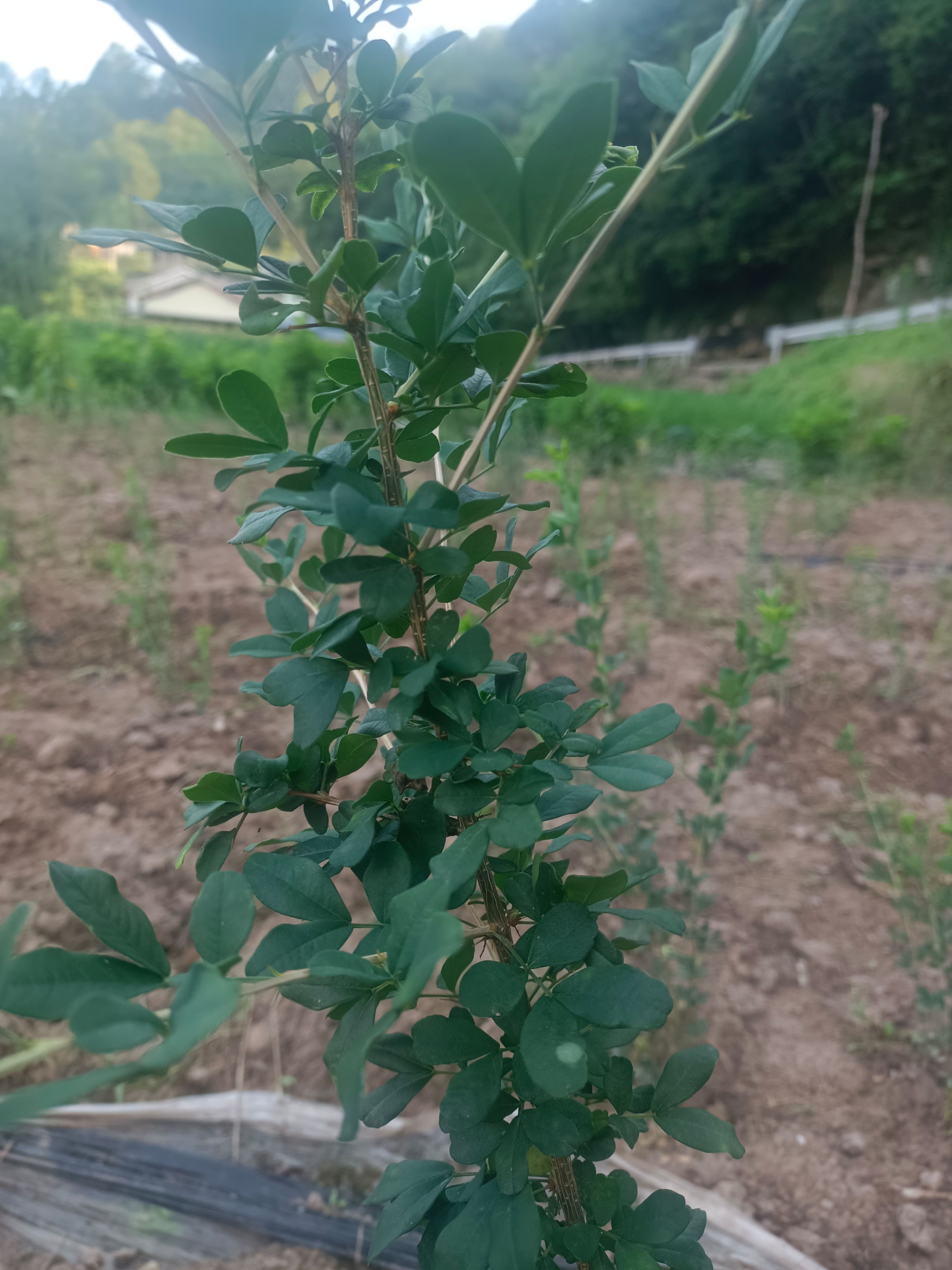 金雀花五年大苗，当年开花，包回收，收花，收根，收全株