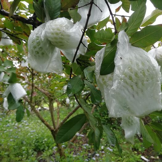 贵港珍珠番石榴