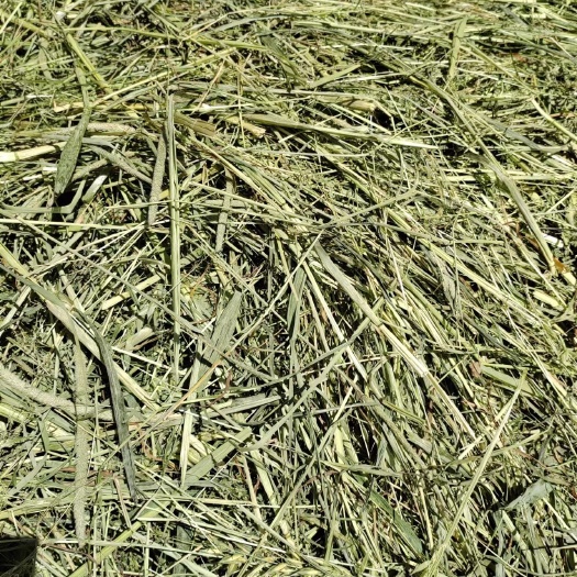 岷县晒干青草，营养丰富，猫尾草，适合食草类动物马牛羊牧草长膘快。
