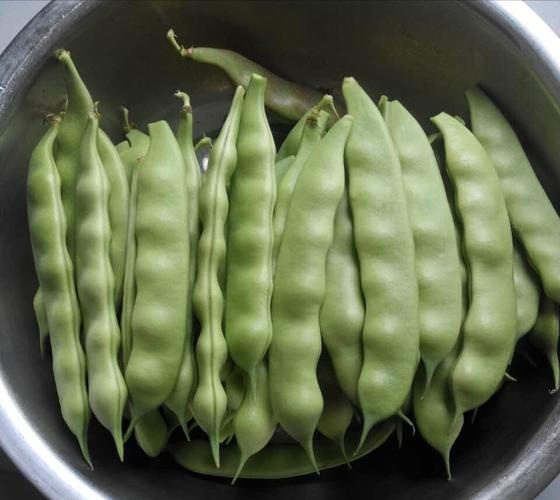 葫芦岛东北大油豆，产地直发，猪耳朵，扁豆角，豇豆，芸豆，等等系列