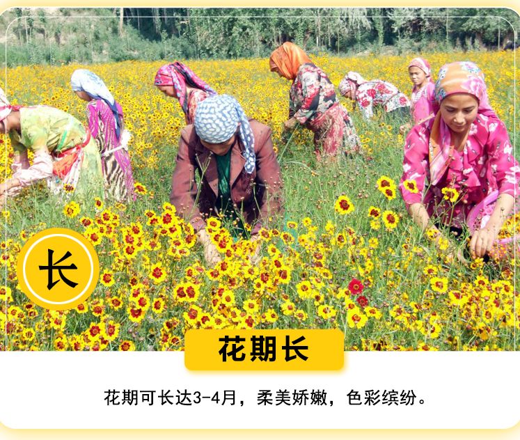 菊花种子 蛇目菊种子昆仑雪菊工程花海草籽耐寒丛生花卉景观绿化