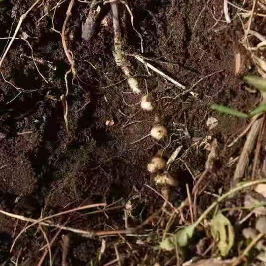 黎平县黄精，黄精，甜黄精，非种植，贵州高坡天然生长，自然环境