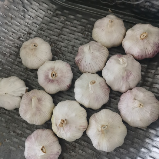 中牟县中牟优质紫皮大蒜