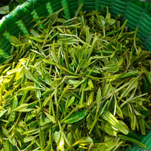杭州龙井茶，杭州富阳本地龙井，茶农自产自销，豆香高山茶，欢迎选购