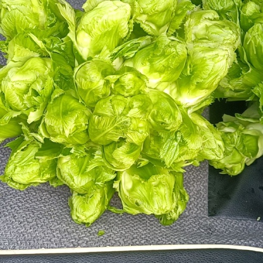 成都精品儿菜，个头匀净，颜色清秀。