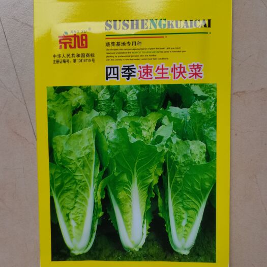 潮州红苋菜种子包心生菜种子速生快菜，青翠苤种子全
