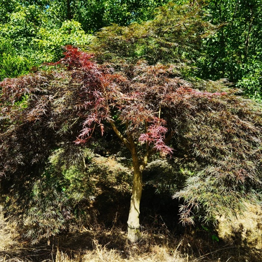 溧阳市羽毛枫，高度180厘米左右，枝叶茂盛，展幅大，质量优！！