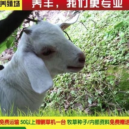 美国白山羊羊苗质优价廉，正规养殖场防疫齐全成活率高！