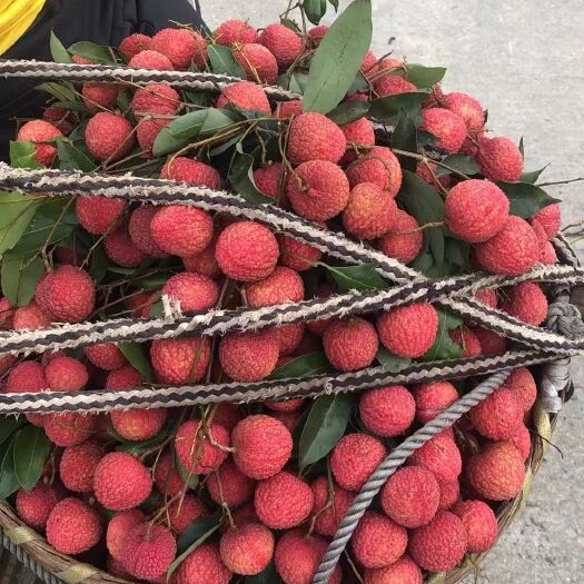 广州桂味