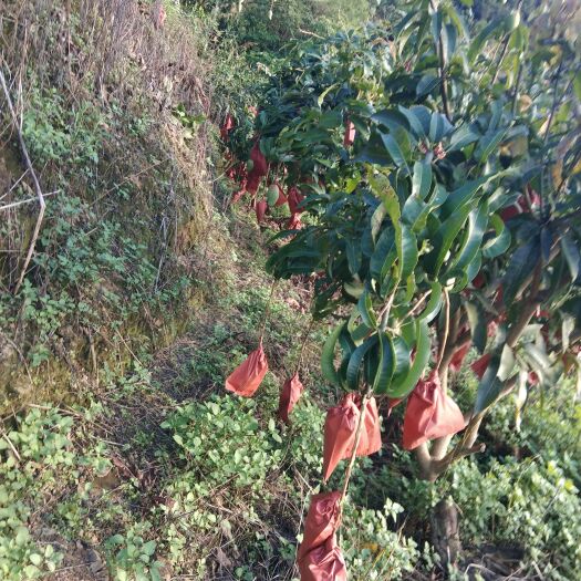 田林县茫果