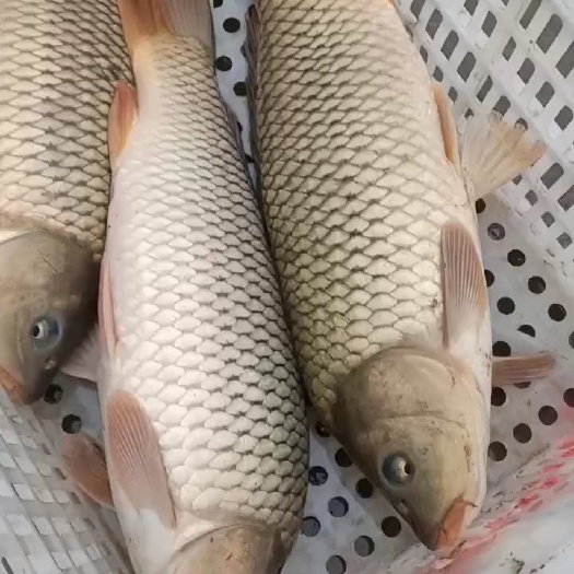 莘县精品饲料精养鲤鱼，草鱼