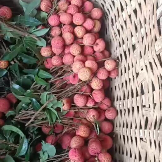 桂平市白糖荔枝大量批发 现摘现发
