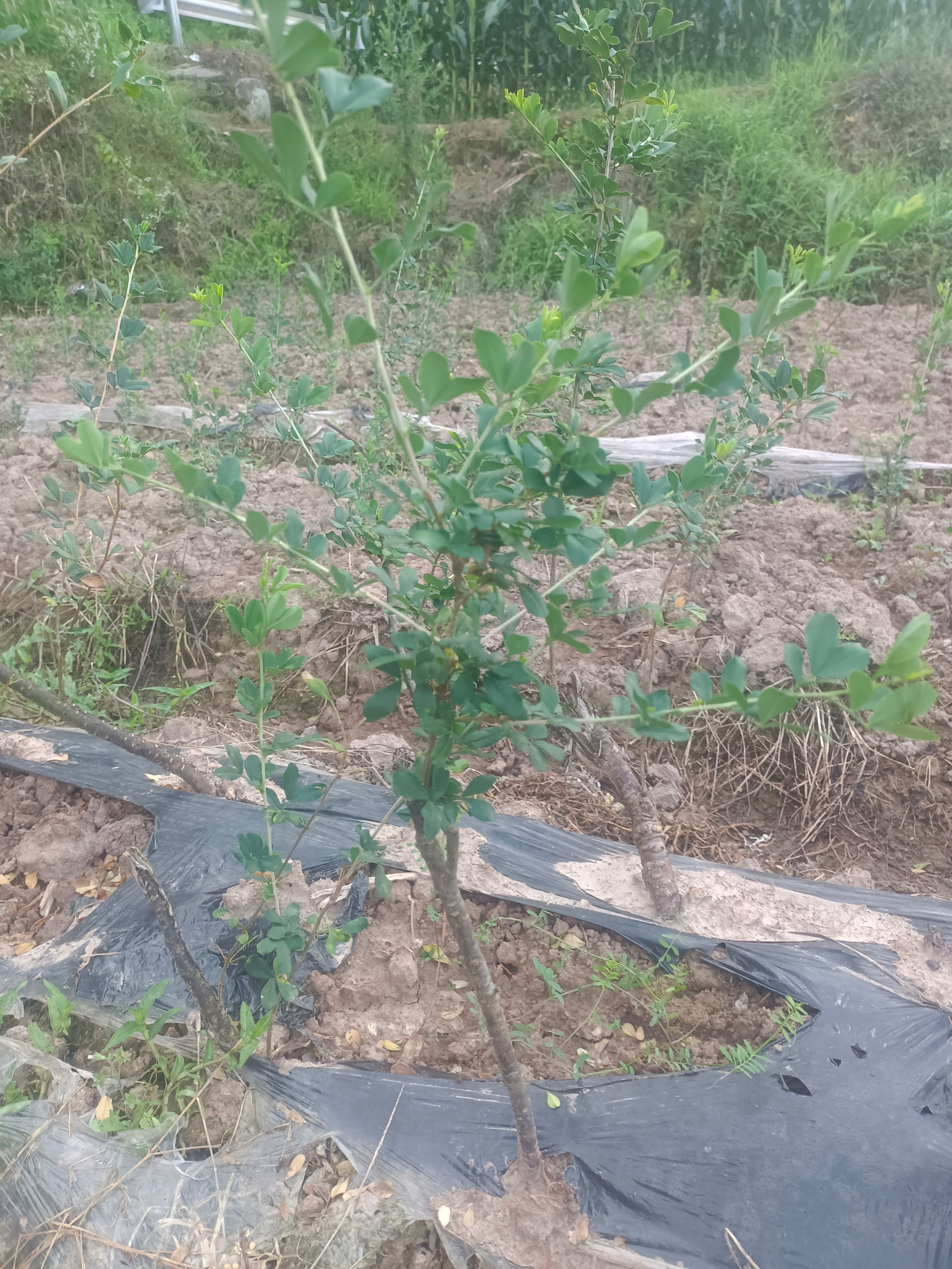 金雀花五年大苗，当年开花，包回收，收花，收根，收全株