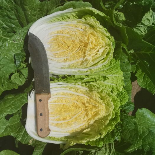 玲珑黄黄心大白菜，外表绿无虫眼无锈点产地直发一手货源
