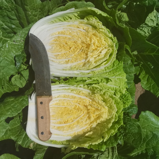 定州市玲珑黄黄心大白菜，外表绿无虫眼无锈点产地直发一手货源
