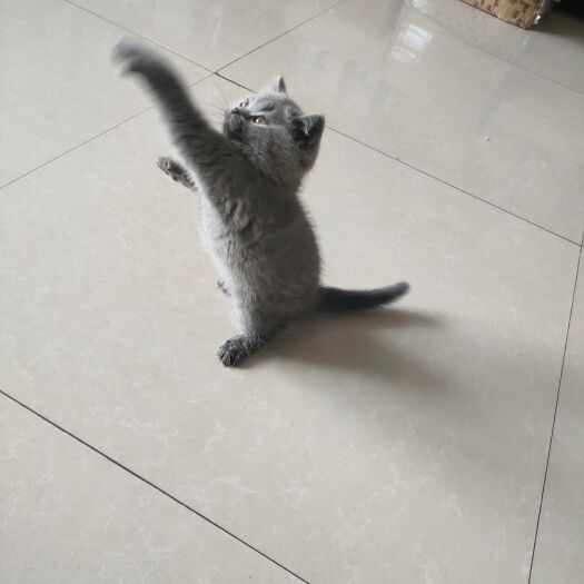 舞钢市蓝猫一公一母两个月疫苗驱虫两次健康活泼无病无癣