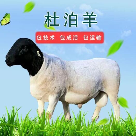 杜泊纯种黑头杜泊原引产地南非，杜泊又分为黑头和白头两者同属！