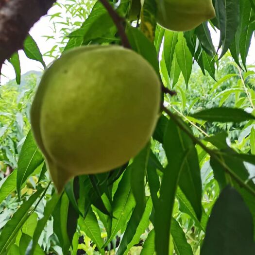 和平县鹰嘴桃