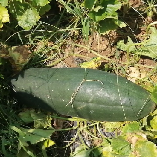 黑皮冬瓜大量上市