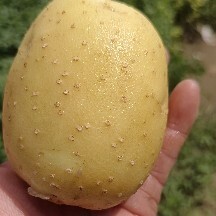 辽阳实验一和Ev