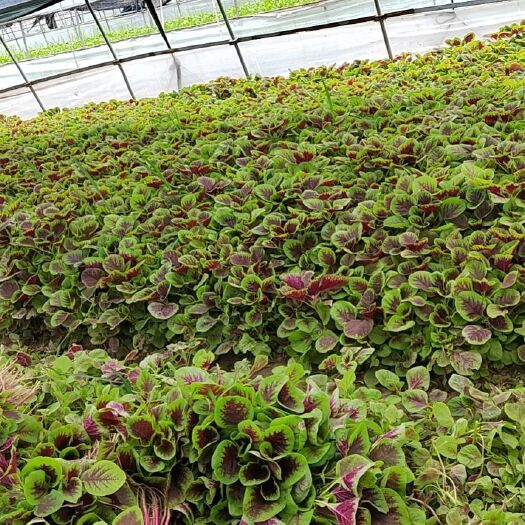 上海上海本地绿叶菜