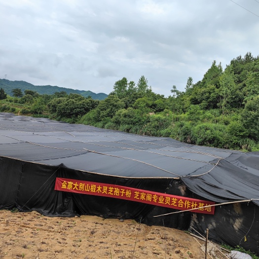 亳州安徽金寨大别山椴木灵芝孢子粉基地 全检合格灵芝孢子粉厂家