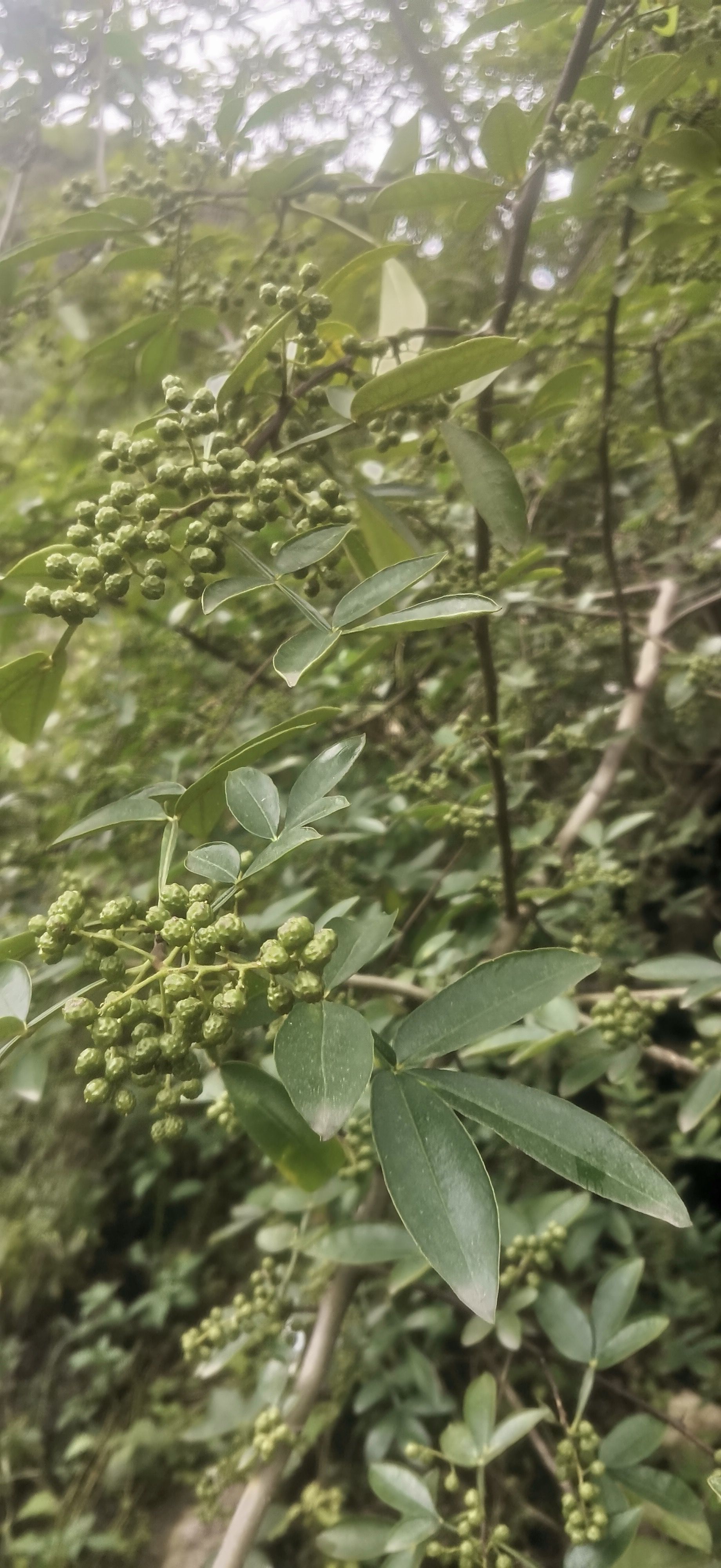 大凉山雷波青花椒