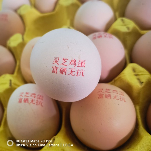 新泰市灵芝鸡蛋富硒无抗新鲜现捡现发附带检测报告喷字